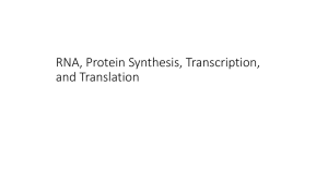 RNA, Protein Synthesis, Transcription, and Translation
