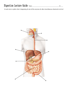 Digestion LG 09