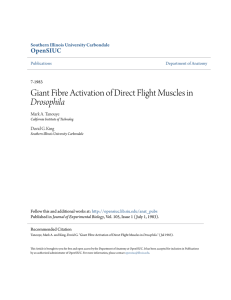Giant Fibre Activation of Direct Flight Muscles in