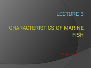 Lecture 3 Characteristics if marine fish species File