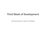 Third Week of Development