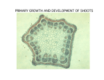 PRIMARY GROWTH AND DEVELOPMENT OF SHOOTS