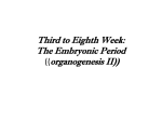 Third to Eighth Week: The Embryonic Period ((organogenesis II))