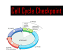 Cell Cycle Checkpoint