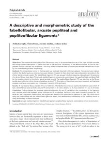 A descriptive and morphometric study of the fabellofibular, arcuate