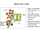 Root hair cells