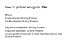How do proteins recognize DNA