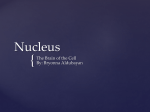 Nucleus 1