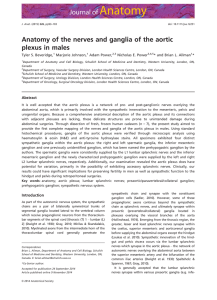 Anatomy of the nerves and ganglia of the aortic plexus in males