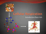 Cell Respiration