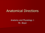 Anatomical Directions