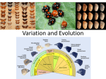 Variation and Evolution BEK
