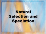Natural Selection and Speciation PP
