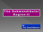 15-Submandibular Region-II2010-10-01 03:4111.6 MB
