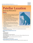 patellar_luxation