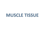 muscle tissue - cloudfront.net