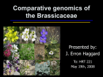 Comparative genomics of the Brassicaceae
