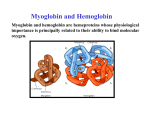 Myoglobin and Hemoglobin - UF Macromolecular Structure Group