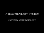 INTEGUMENTARY SYSTEM