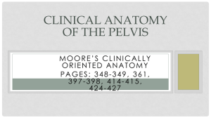 Clinical Anatomy of the Pelvis