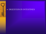Digestion in intestines