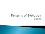 Patterns of Evolution PPT