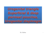 15-Urogenital Traiangle2009-04-20 01:576.7 MB