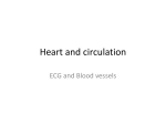 ECG and blood vessels File