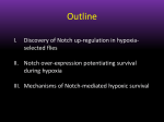 Mechanisms of Notch Signaling Potentiating Survival During