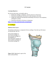 Anatomy of phonation (related topic 1)