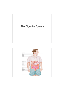 The Digestive System