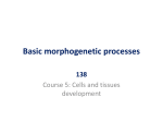 apoptosis basic morphogenetic processes