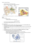 Cell Bio 14- Auditory Pathways All 3 parts necessary to hear