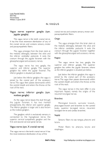 N.VAGUS Vagus nerve: superior ganglia (syn. jugular