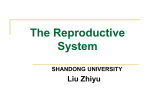 The Reproductive System