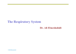 The Respiratory System