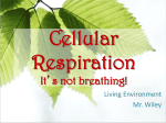 Cellular Respiration it`s not just “breathing”!