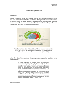 Caudate Tracing Guidelines