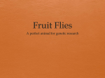 Fruit Flies - Mounds Park Academy Blogs
