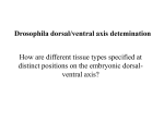 Drosophila D