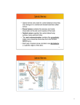 Spinal Nerves Spinal Nerves