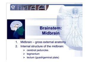 Brainstem: Midbrain - nikolai.lazarov.pro