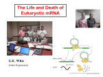 Life and Death of Eukaryotic MRNA (PowerPoint) Madison 2005