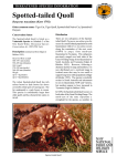 Dasyurus maculatus - profile (PDF 630 KB)