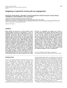 Hedgehog signaling and yolk sac angiogenesis