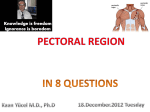 1. Where is the pectoral region?