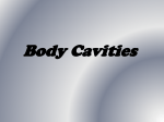 Body Cavities