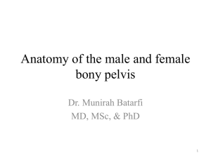 Gross Anatomy of the male and female bony pelvis