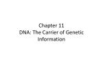 Chapter 11 DNA: The Carrier of Genetic Information