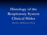 Histology of the Respiratory System